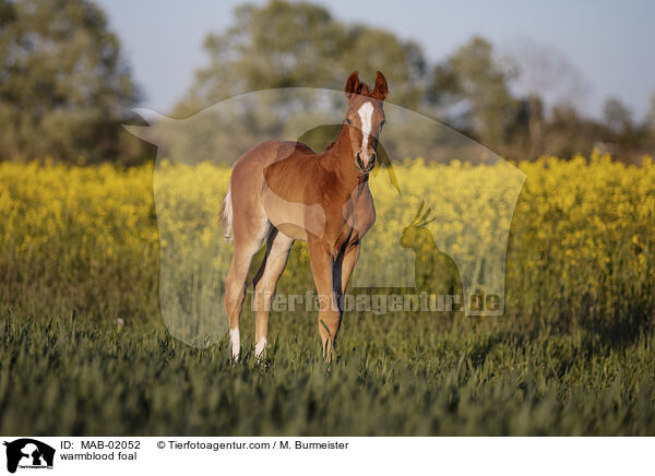 Warmblut Fohlen / warmblood foal / MAB-02052