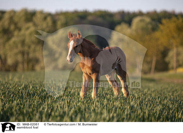 Warmblut Fohlen / warmblood foal / MAB-02061