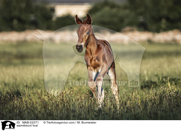 Warmblut Fohlen / warmblood foal / MAB-02071