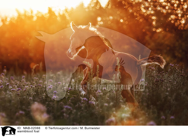 Warmblut Fohlen / warmblood foal / MAB-02088