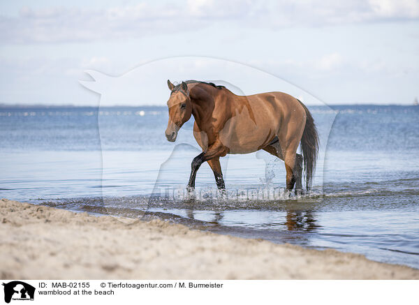 Warmblut am Strand / wamblood at the beach / MAB-02155