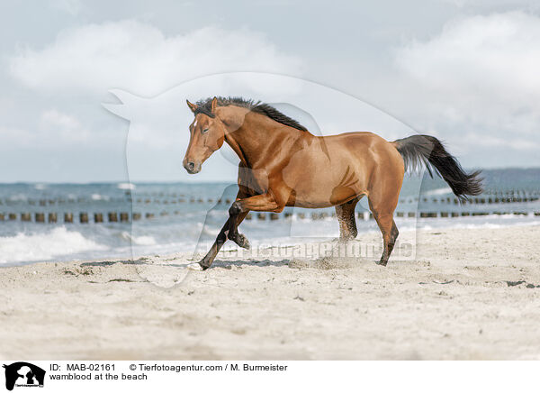 Warmblut am Strand / wamblood at the beach / MAB-02161