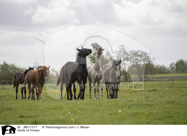 Pferdeherde / herds of horses / JM-11317