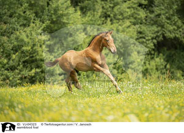 warmblood foal / VJ-04323