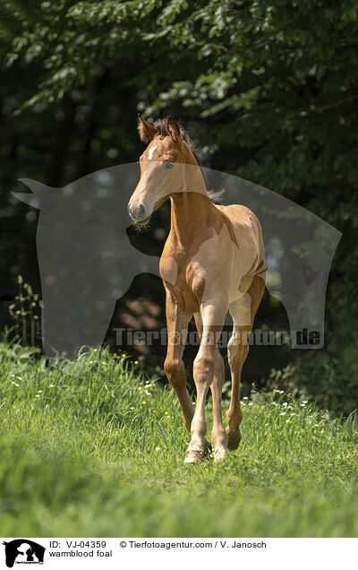 warmblood foal / VJ-04359