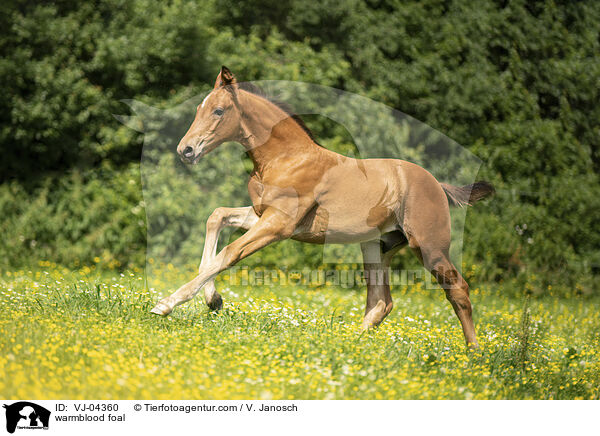 warmblood foal / VJ-04360