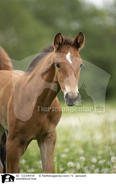 warmblood foal / VJ-04418