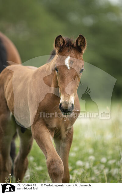 warmblood foal / VJ-04419