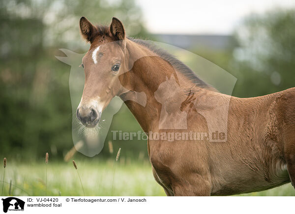 Warmblut Fohlen / warmblood foal / VJ-04420