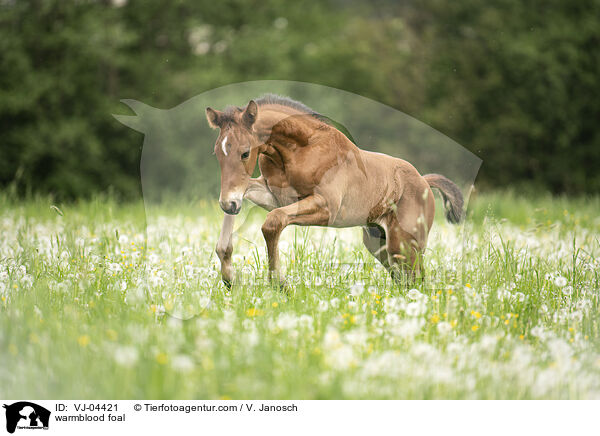 warmblood foal / VJ-04421