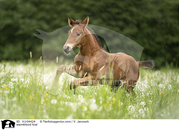 Warmblut Fohlen / warmblood foal / VJ-04424