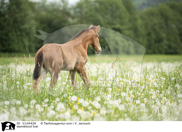 warmblood foal / VJ-04426