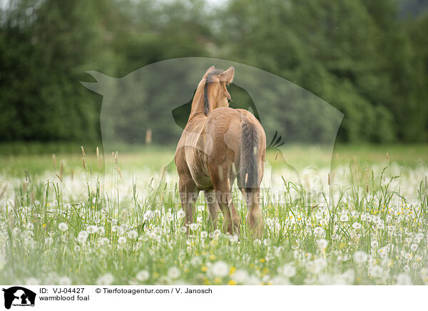 Warmblut Fohlen / warmblood foal / VJ-04427