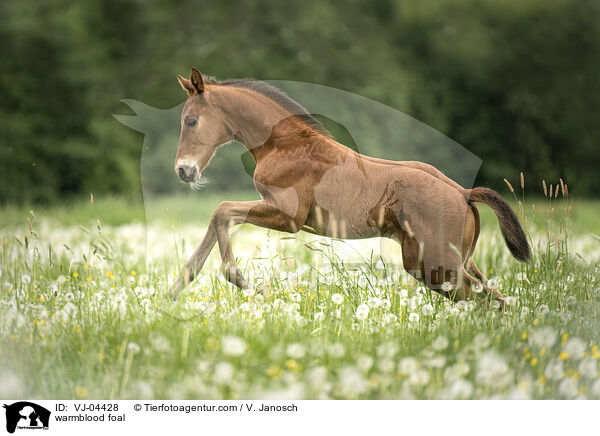 Warmblut Fohlen / warmblood foal / VJ-04428