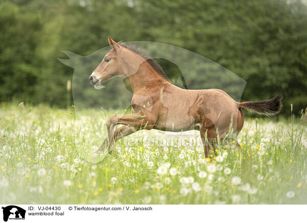 Warmblut Fohlen / warmblood foal / VJ-04430