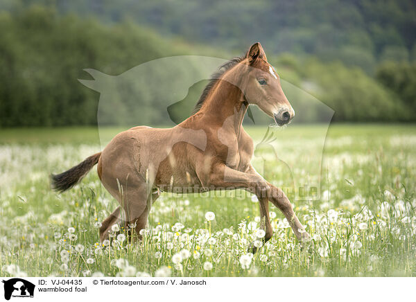 Warmblut Fohlen / warmblood foal / VJ-04435