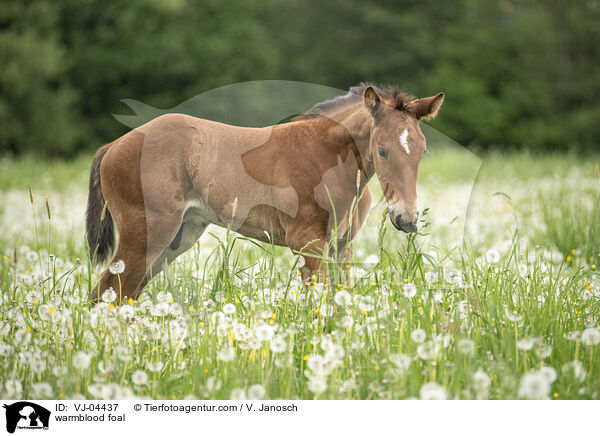 warmblood foal / VJ-04437