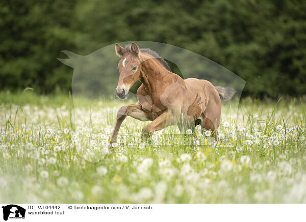 Warmblut Fohlen / warmblood foal / VJ-04442