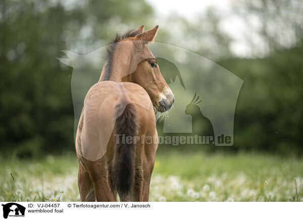 Warmblut Fohlen / warmblood foal / VJ-04457