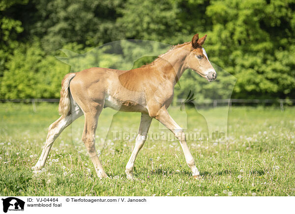 Warmblut Fohlen / warmblood foal / VJ-04464