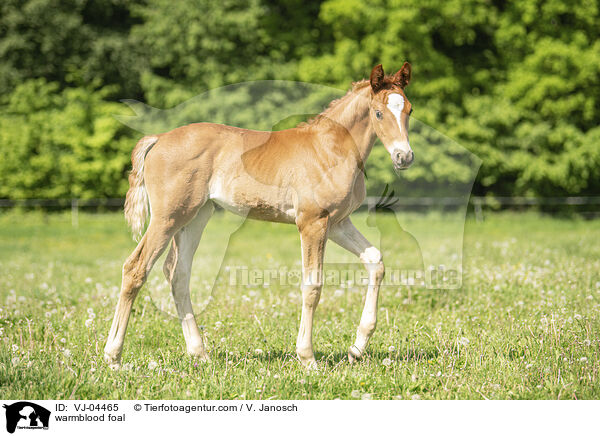 Warmblut Fohlen / warmblood foal / VJ-04465