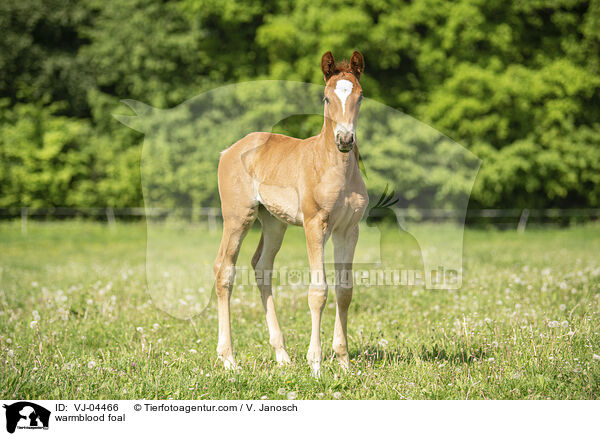 Warmblut Fohlen / warmblood foal / VJ-04466