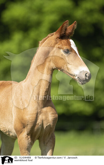 Warmblut Fohlen / warmblood foal / VJ-04469