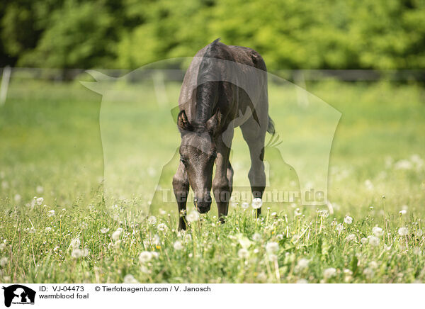 Warmblut Fohlen / warmblood foal / VJ-04473