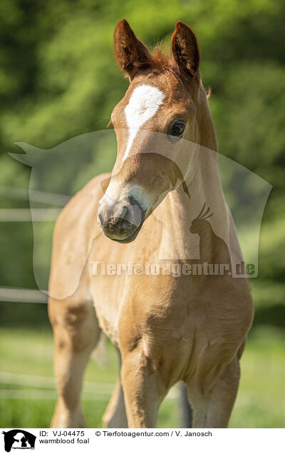 warmblood foal / VJ-04475