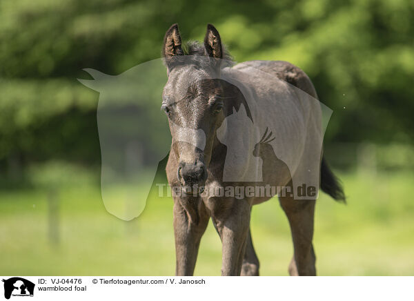 Warmblut Fohlen / warmblood foal / VJ-04476