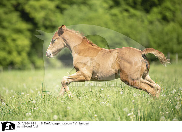 warmblood foal / VJ-04481