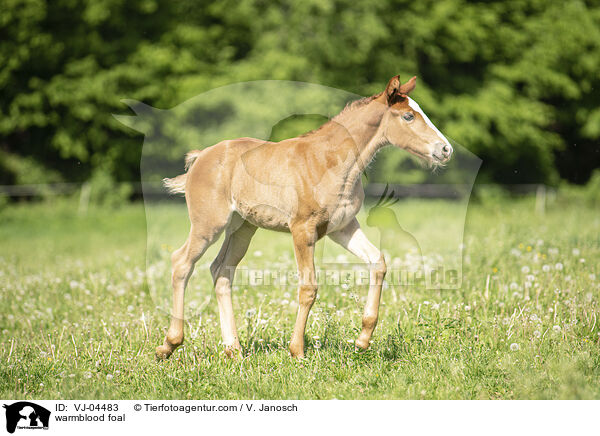 Warmblut Fohlen / warmblood foal / VJ-04483