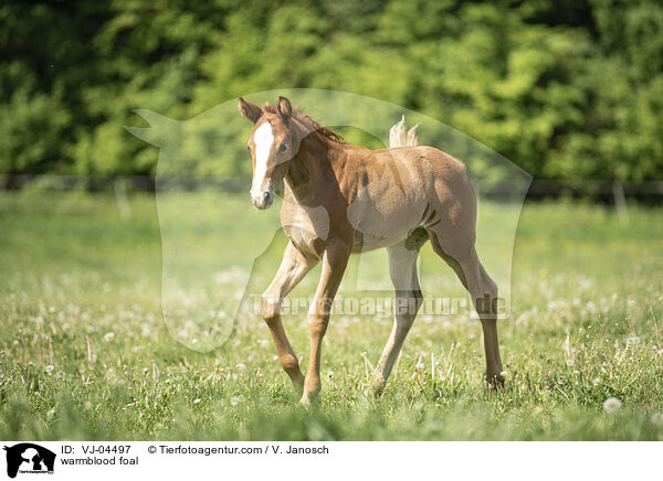 Warmblut Fohlen / warmblood foal / VJ-04497