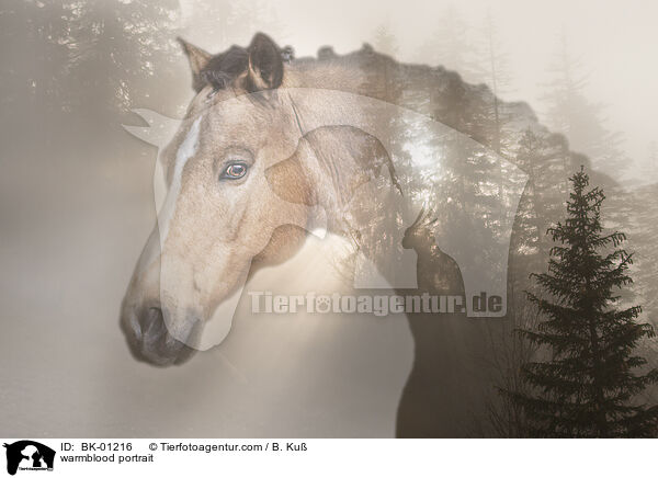 Warmblut Portrait / warmblood portrait / BK-01216