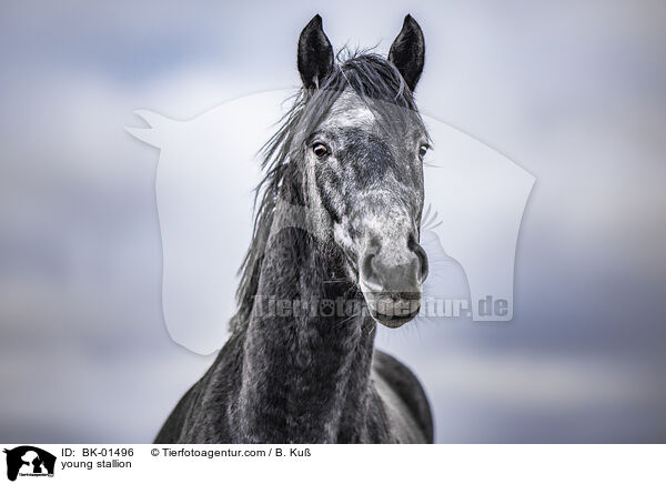 young stallion / BK-01496