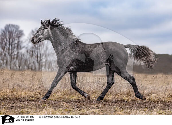 young stallion / BK-01497