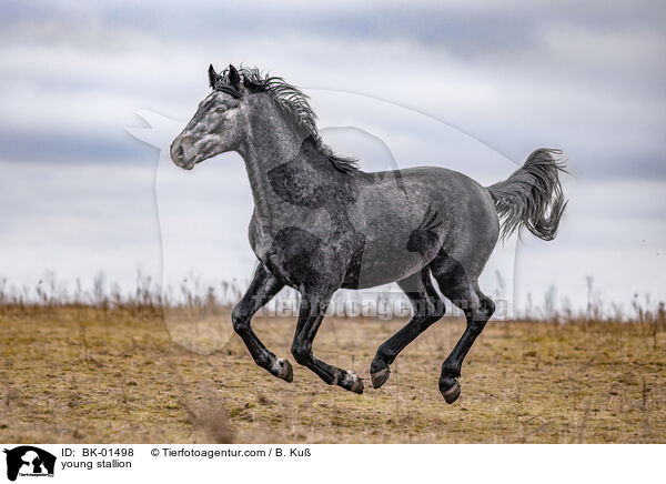 Junghengst / young stallion / BK-01498