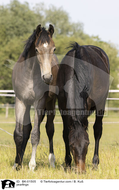 yearlings / BK-01505