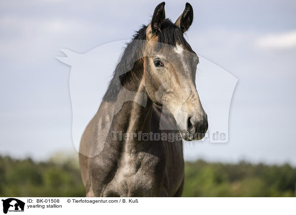 Jhrlingshengst / yearling stallion / BK-01508