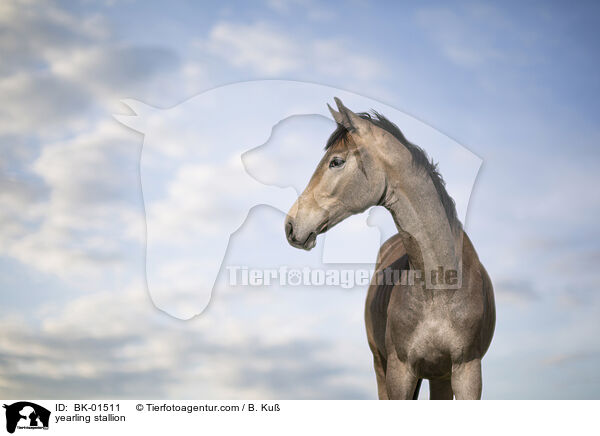 yearling stallion / BK-01511