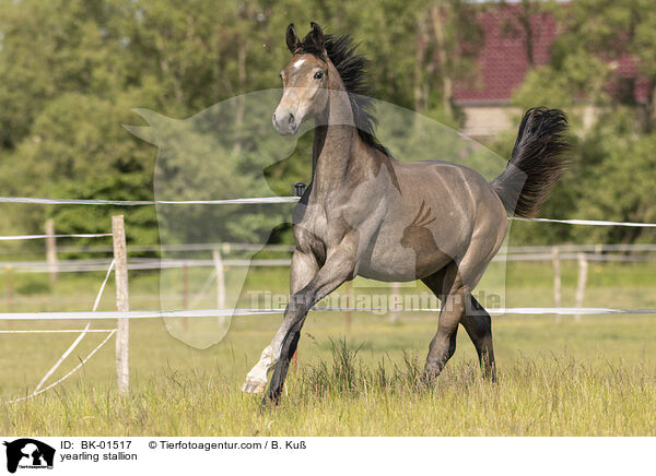 yearling stallion / BK-01517