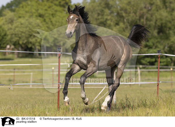 yearling stallion / BK-01518