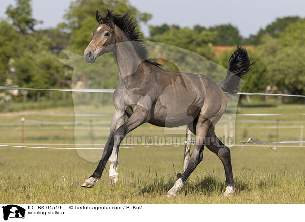 yearling stallion / BK-01519