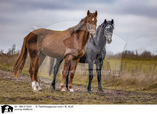 Junghengste / young stallions / BK-01523