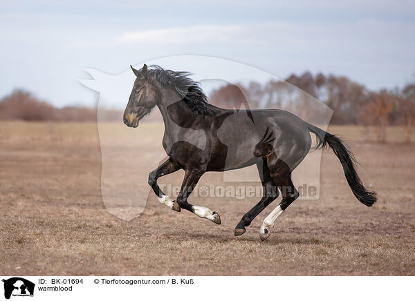 Warmblut / warmblood / BK-01694