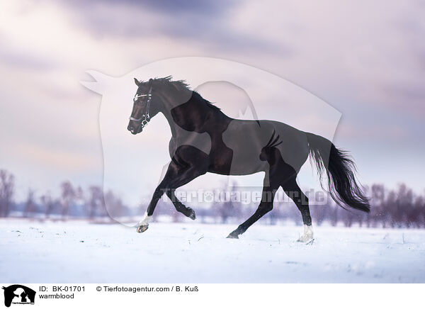 Warmblut / warmblood / BK-01701