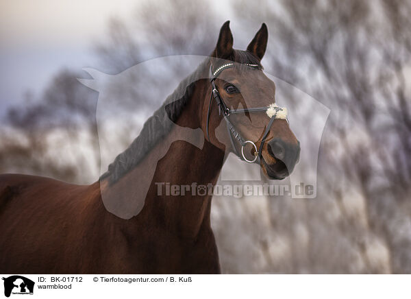 Warmblut / warmblood / BK-01712