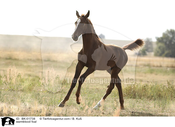 Warmblut Fohlen / warmblood foal / BK-01738