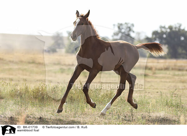 Warmblut Fohlen / warmblood foal / BK-01739