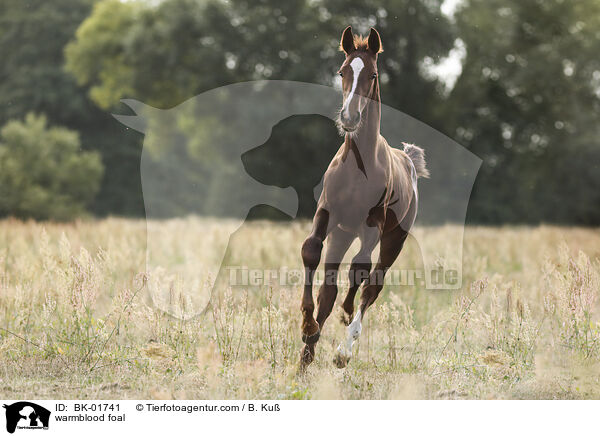 Warmblut Fohlen / warmblood foal / BK-01741